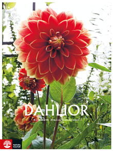 Dahlior